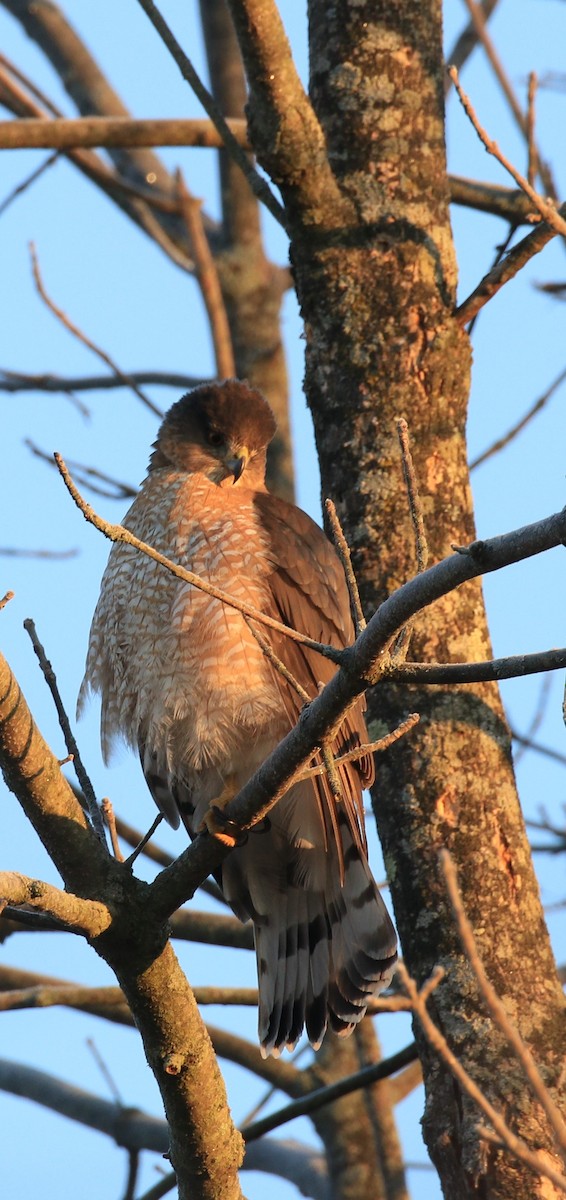 Cooper's Hawk - Lillian Lugo