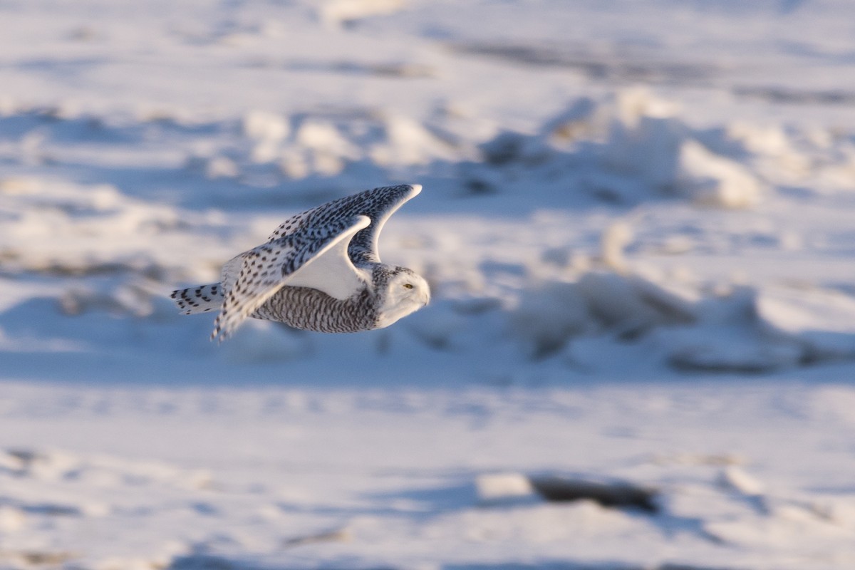 Snowy Owl - ML298025631