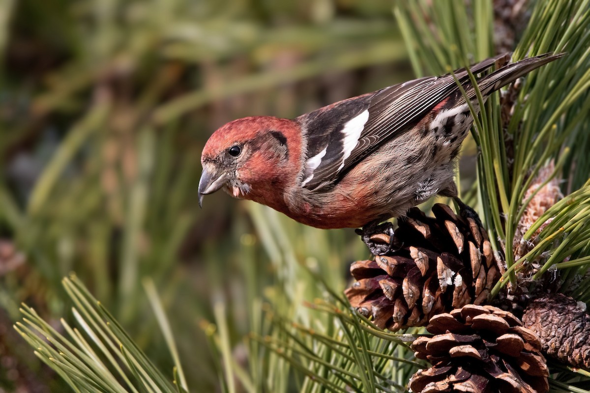 White-winged Crossbill (leucoptera) - ML298027081