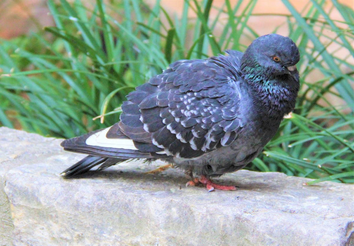 Rock Pigeon (Feral Pigeon) - Aldo Bertucci