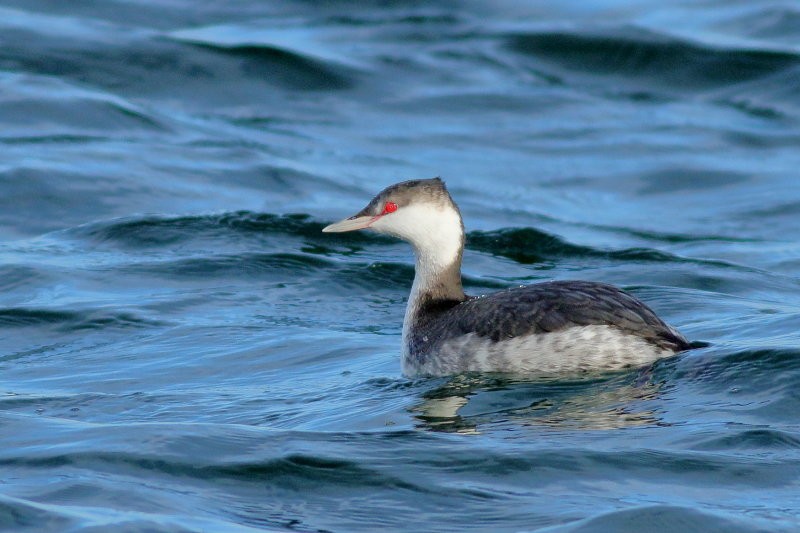 Horned Grebe - ML298027331