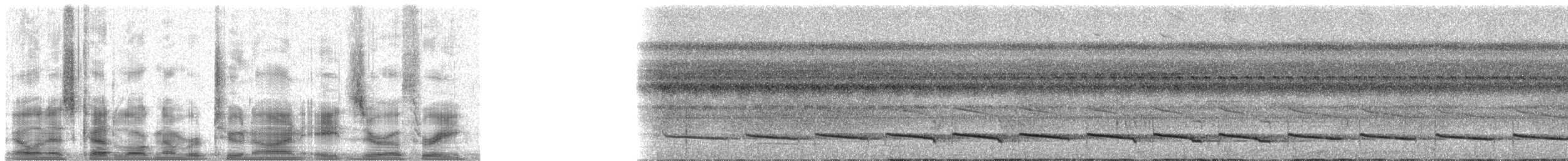 Лінивка-чорнопер червонодзьоба - ML29803