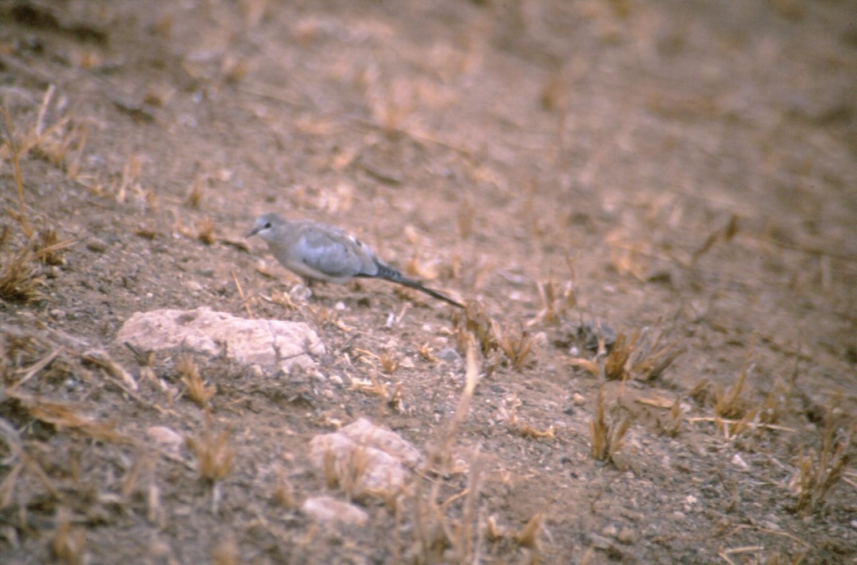 Namaqua Dove - ML298030281