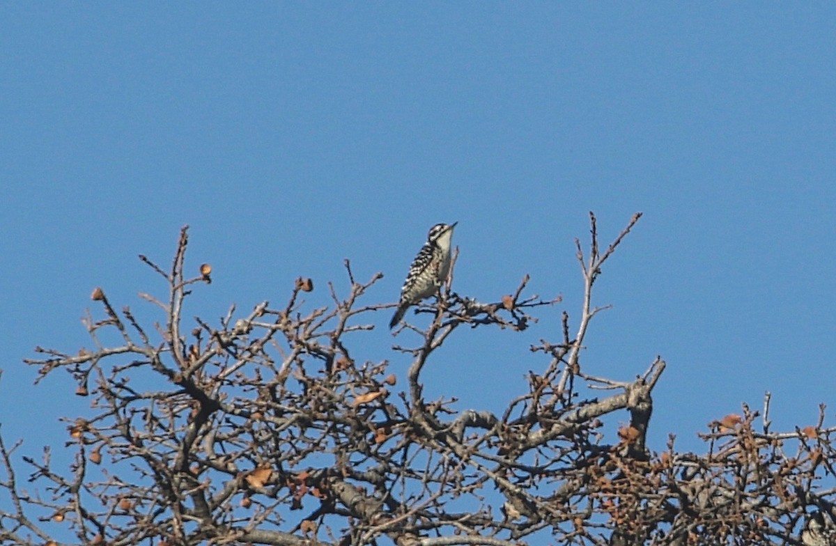 Nuttall's Woodpecker - ML298031731