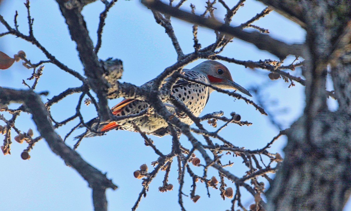 Northern Flicker (Red-shafted) - ML298032001