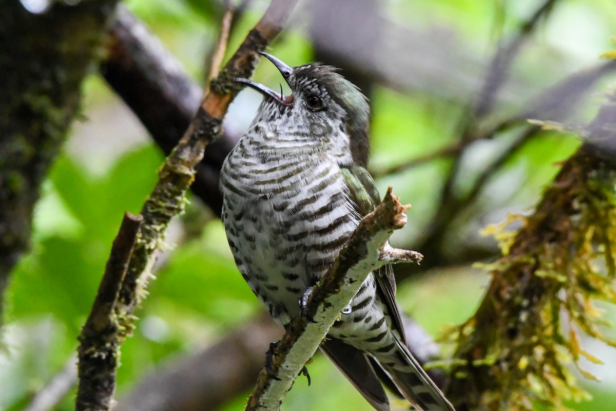 Shining Bronze-Cuckoo - Alison Bentley