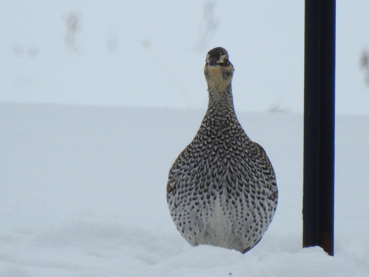 Sharp-tailed Grouse - ML298034261