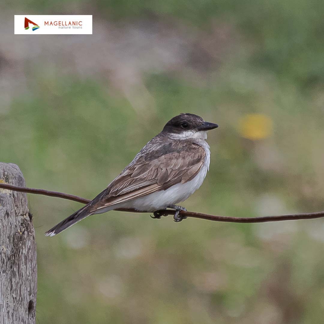 Eastern Kingbird - Marcelo de Cruz