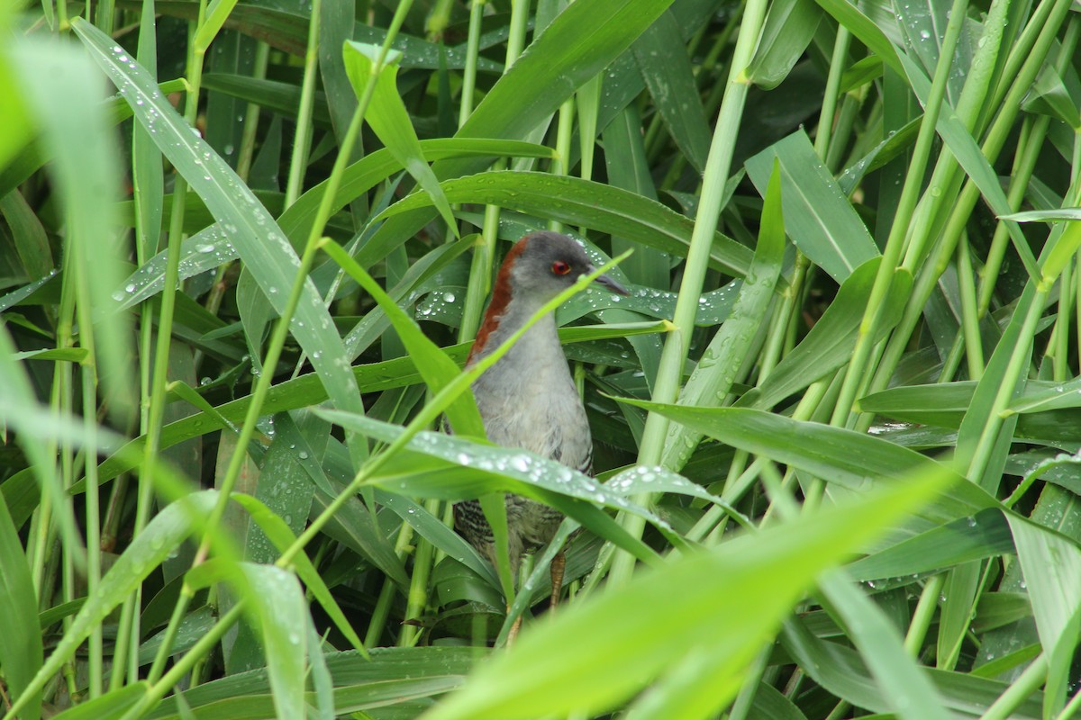 Gray-breasted Crake - ML298035521