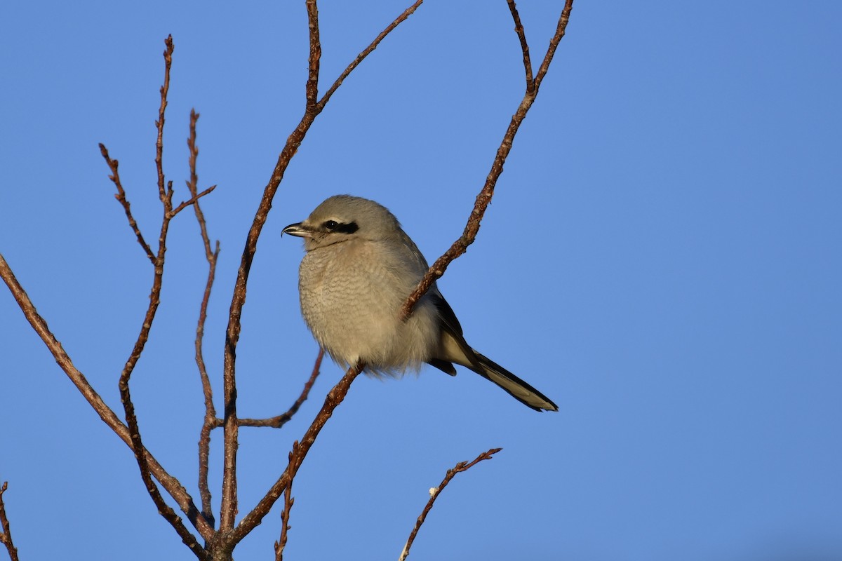 Northern Shrike - ML298038351