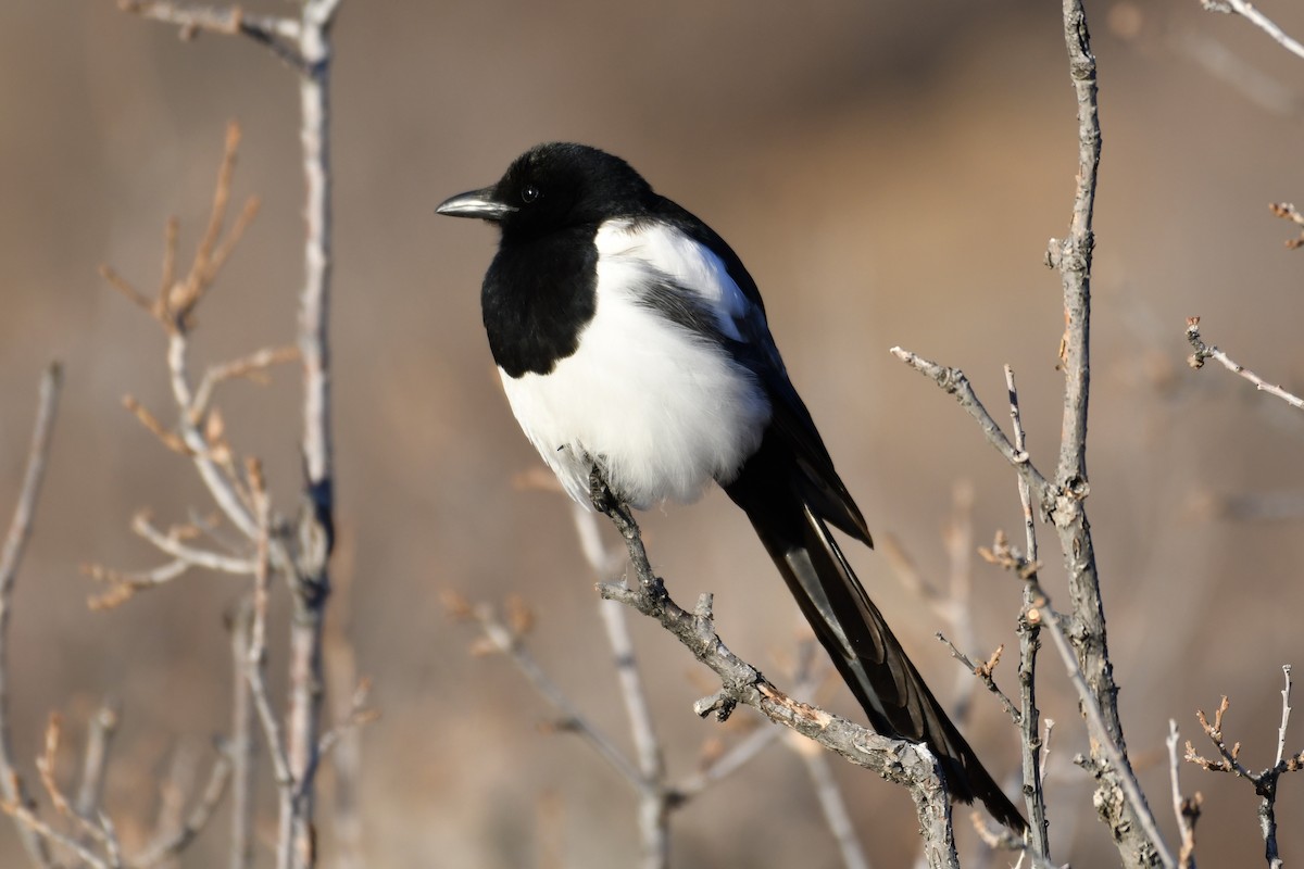 Black-billed Magpie - ML298041711