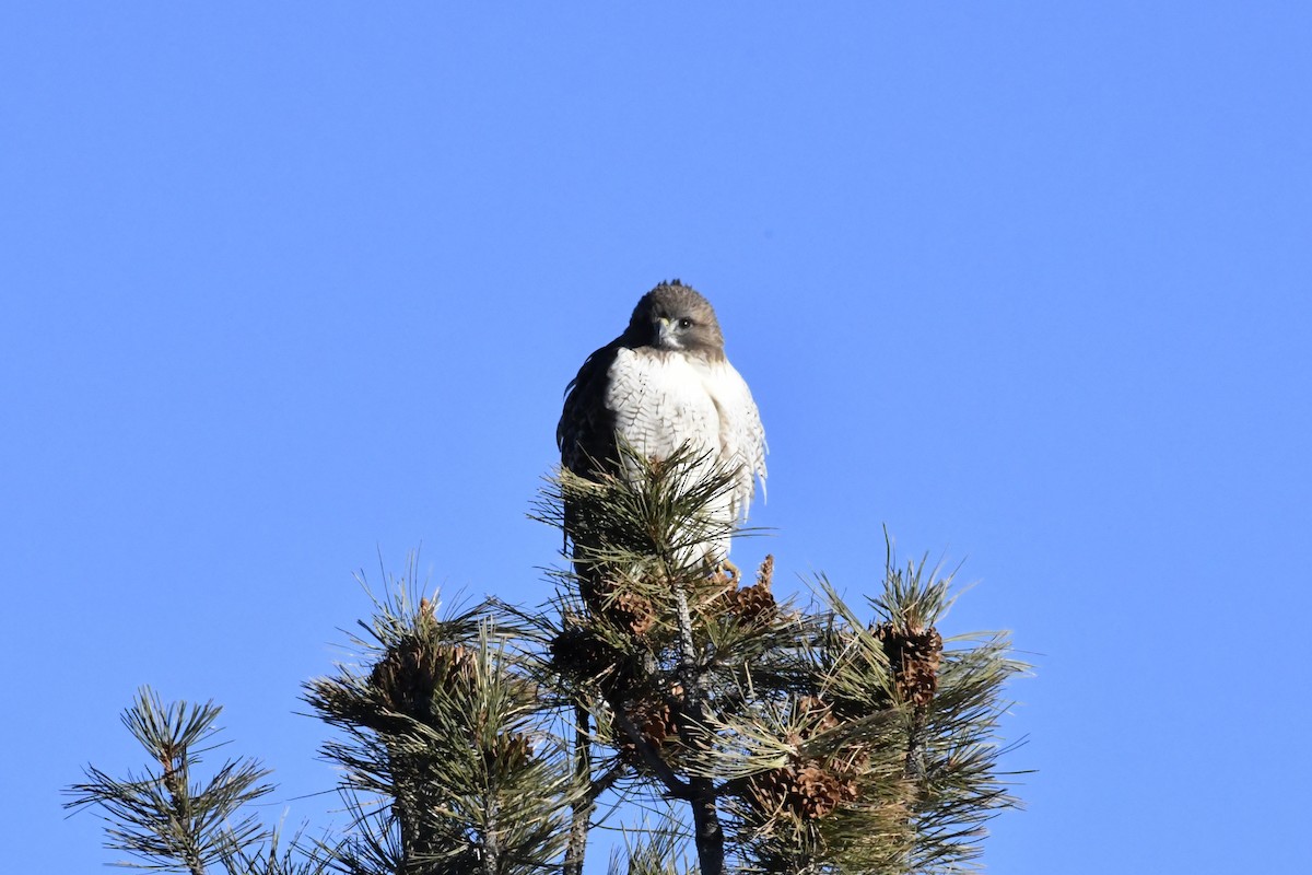 Red-tailed Hawk - ML298041791