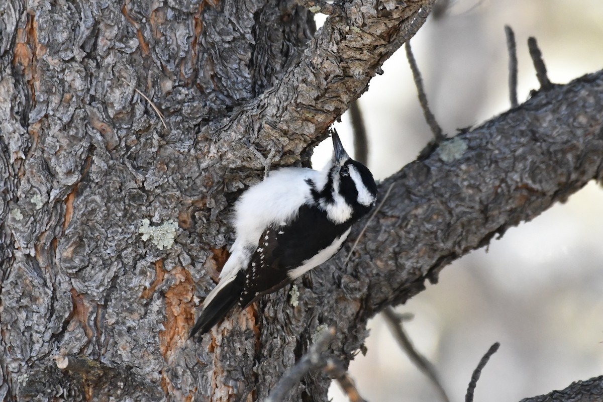 Hairy Woodpecker - Robert Post