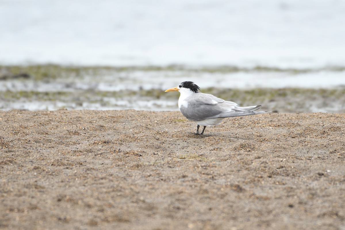 Great Crested Tern - ML298042711