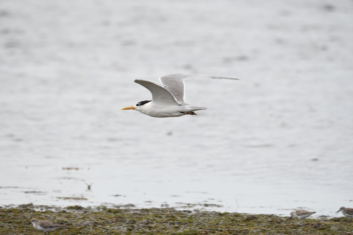Great Crested Tern - ML298042721