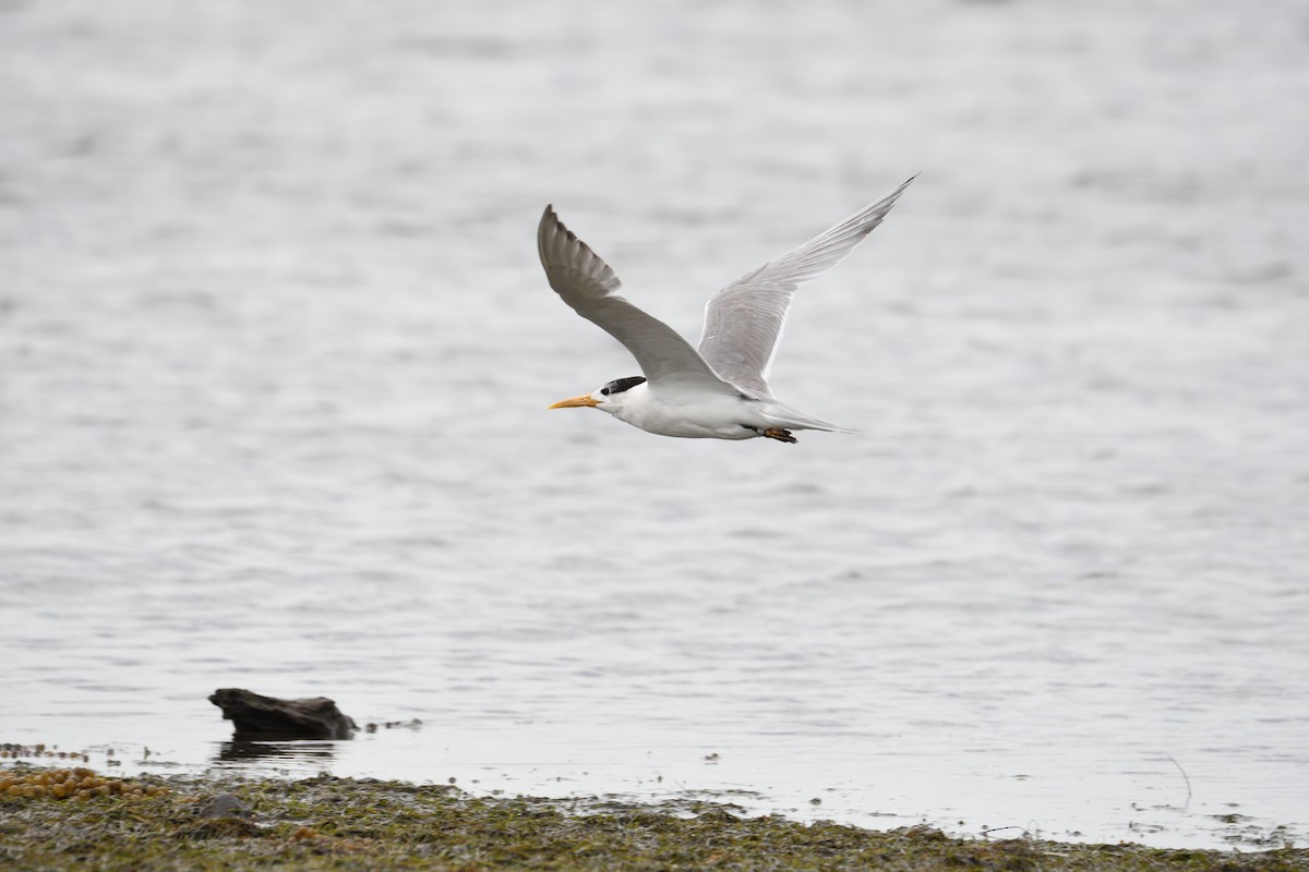 Great Crested Tern - ML298042851