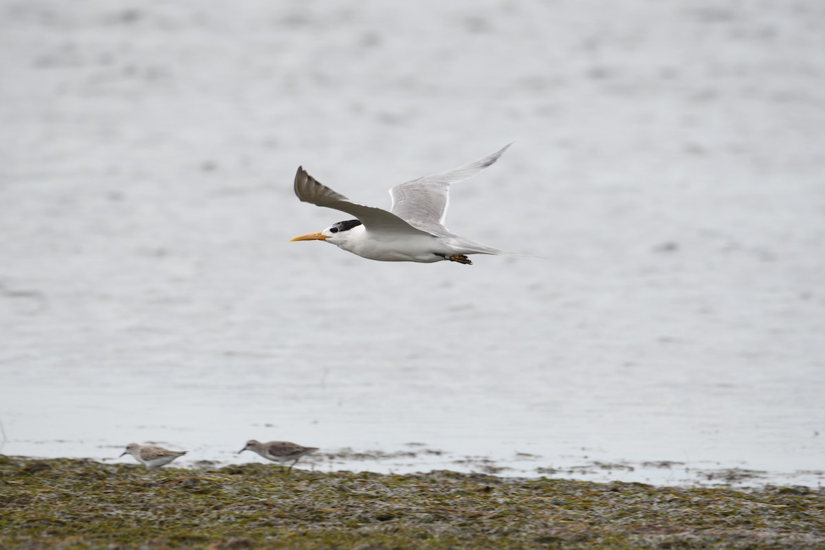Great Crested Tern - ML298042881
