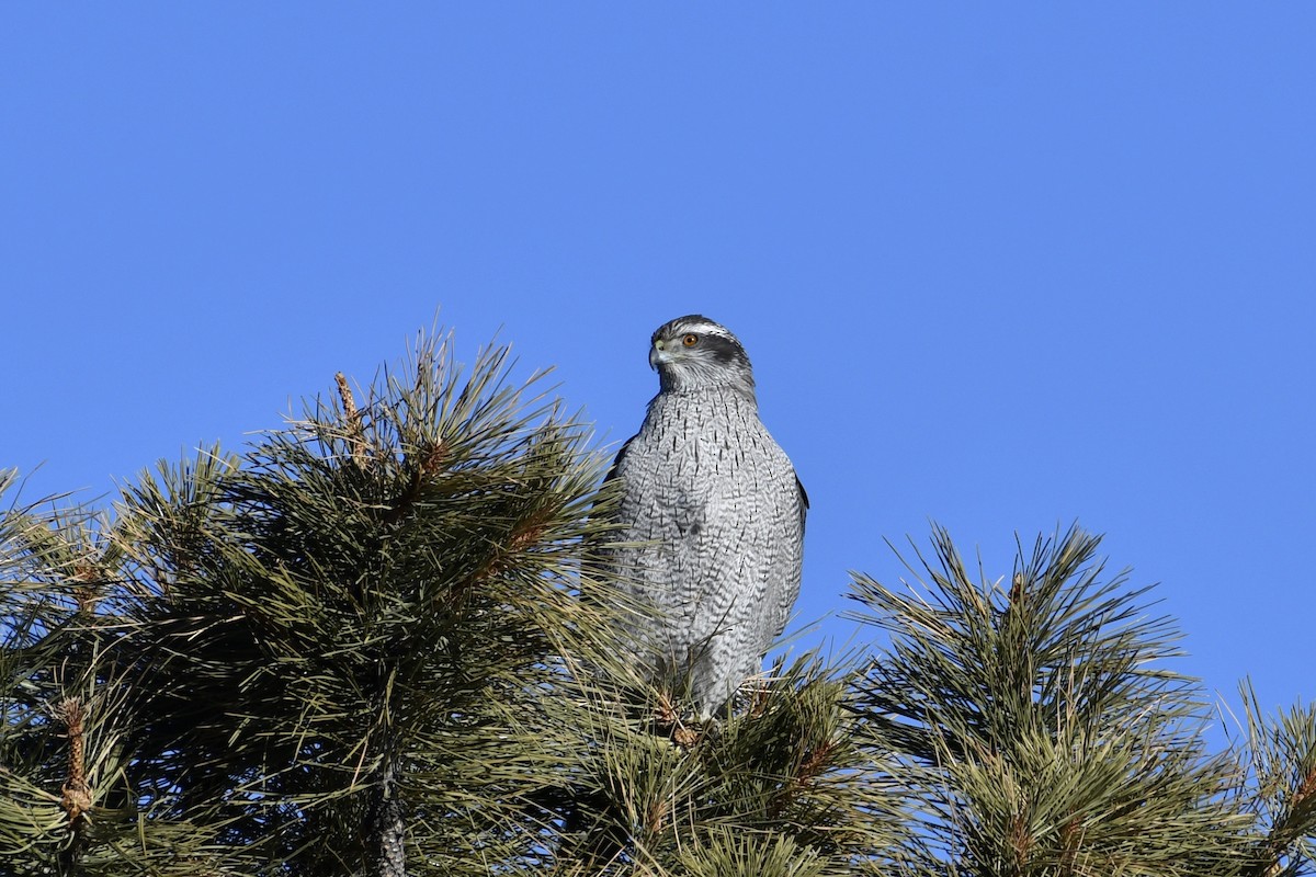 American Goshawk - ML298042901