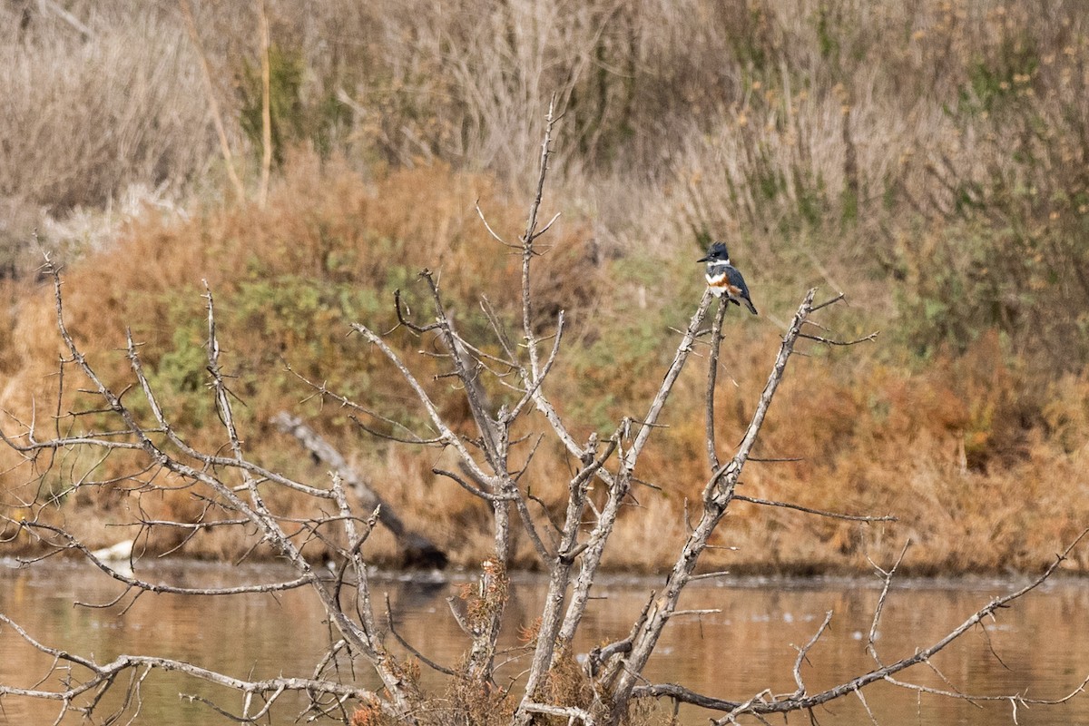 Belted Kingfisher - ML298042961