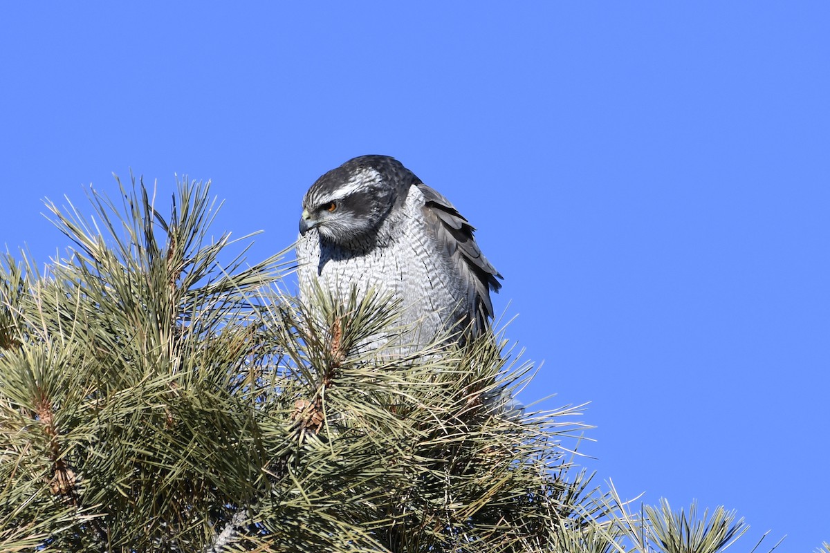 American Goshawk - ML298043411