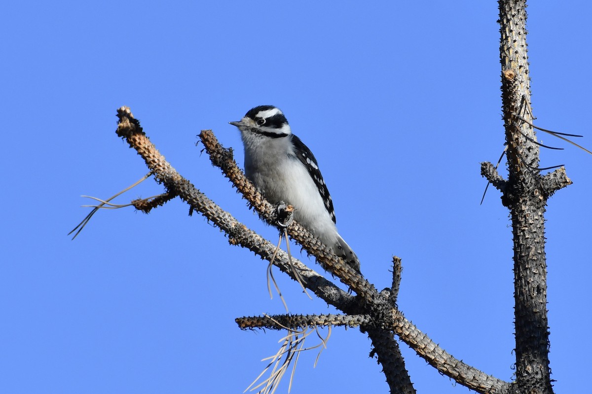 Downy Woodpecker - ML298043601