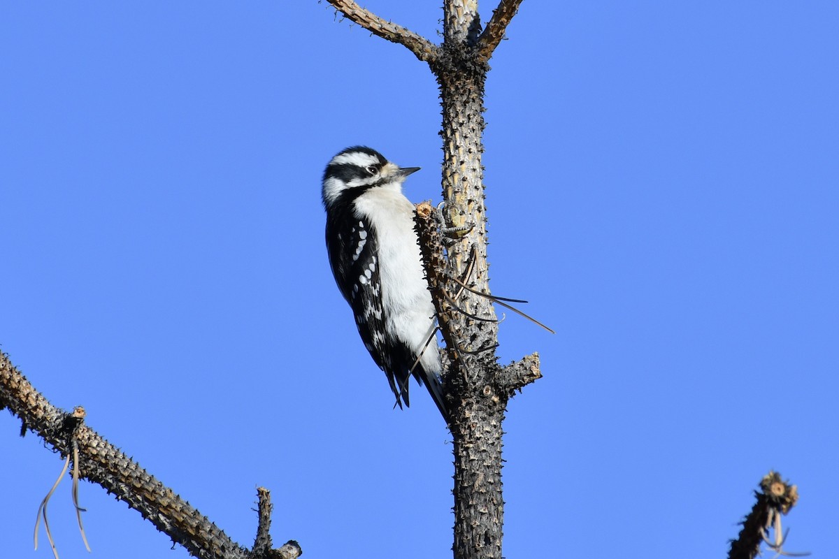 Downy Woodpecker - ML298043751