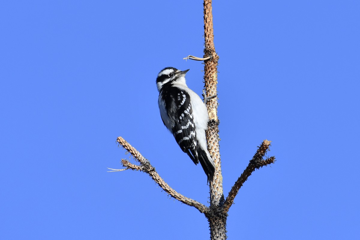 Downy Woodpecker - ML298043871