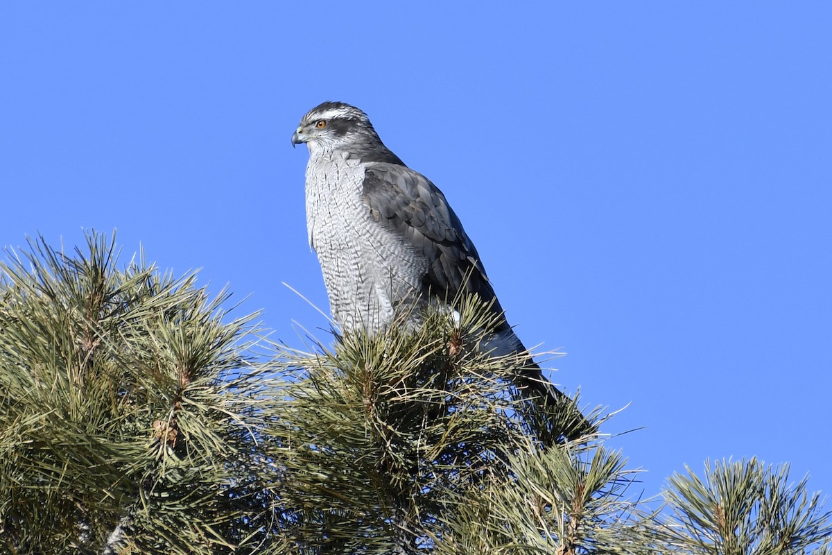 American Goshawk - Robert Post