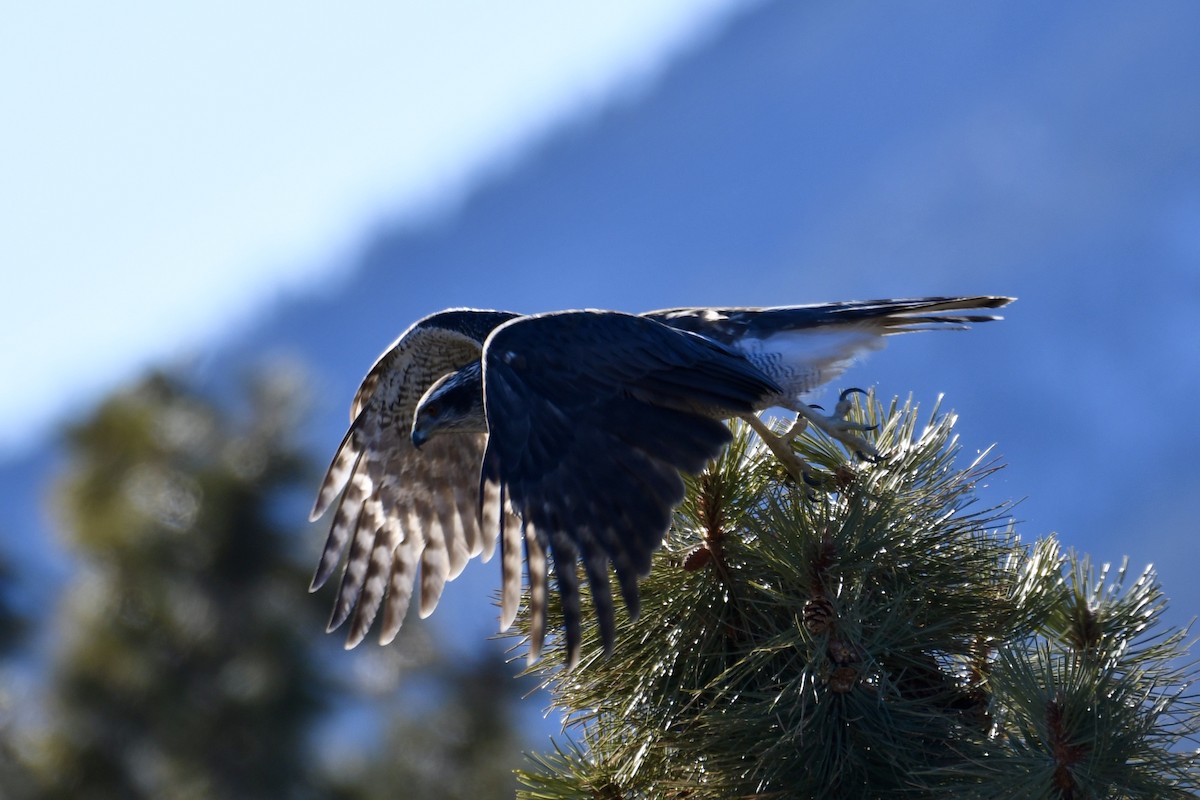 American Goshawk - Robert Post