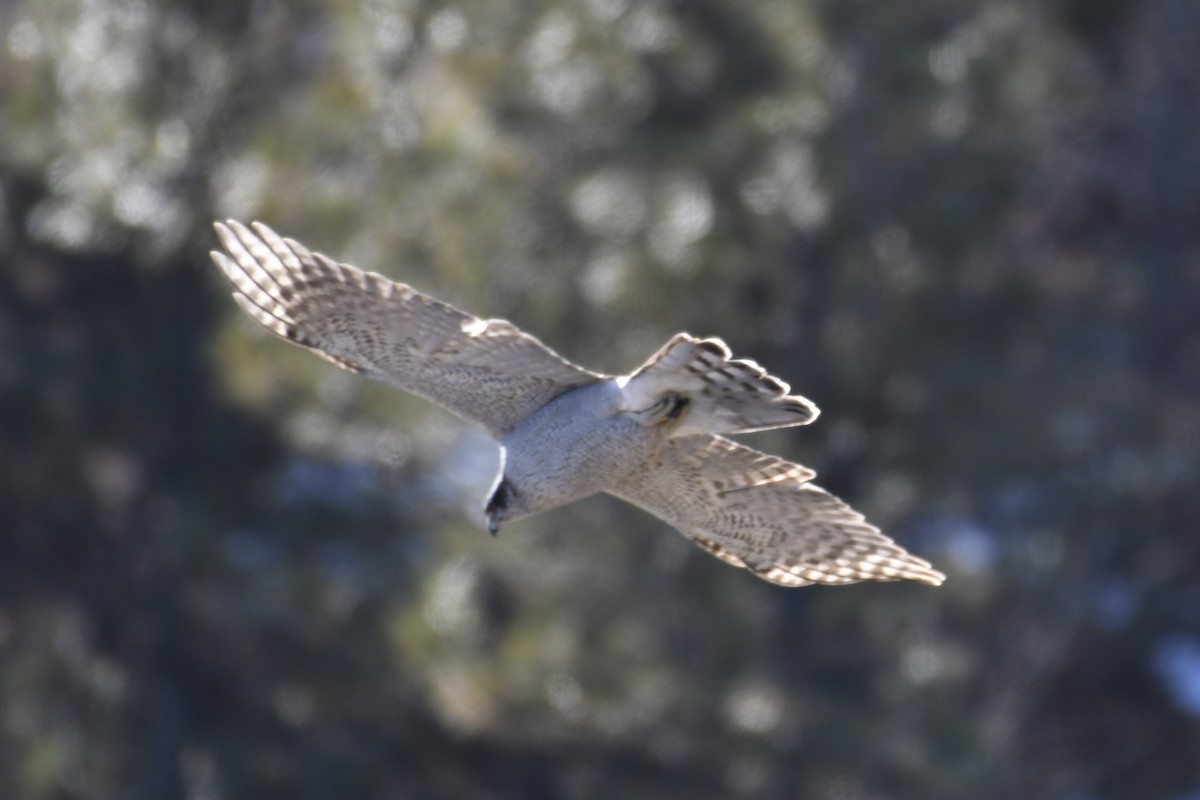 American Goshawk - ML298044371