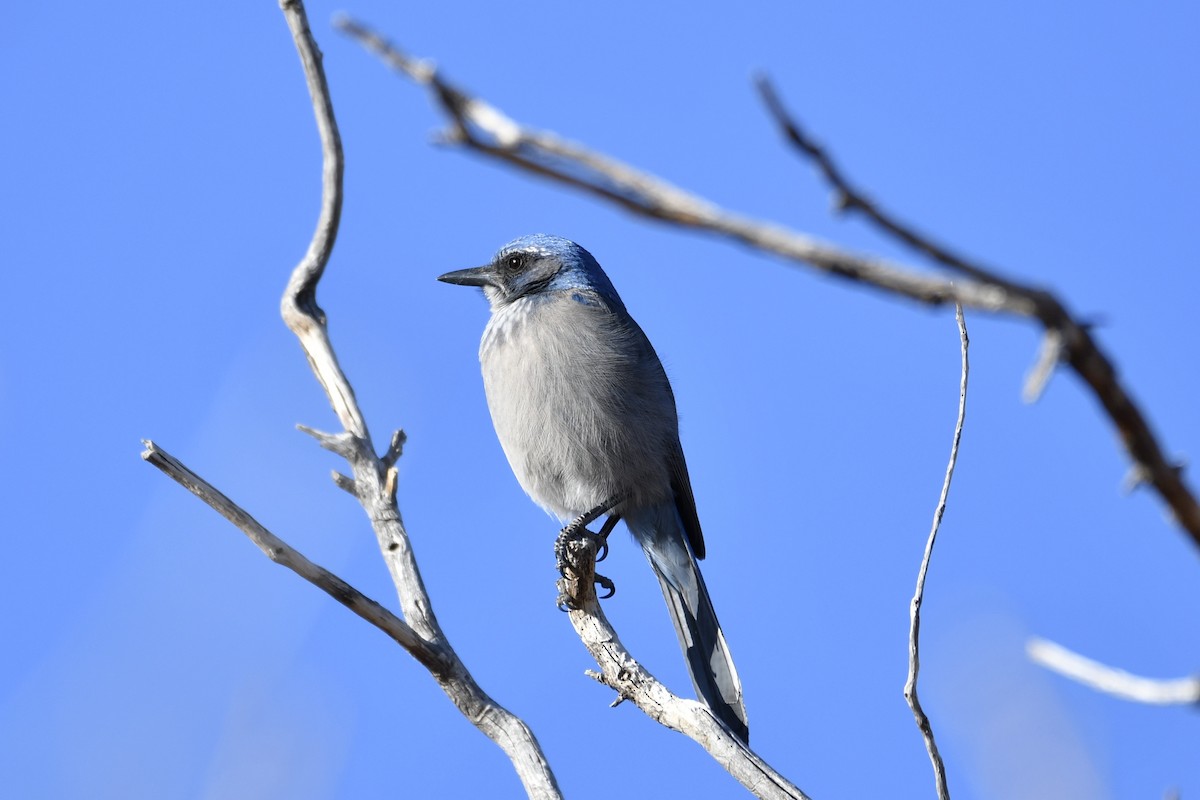 Woodhouse's Scrub-Jay - ML298044491