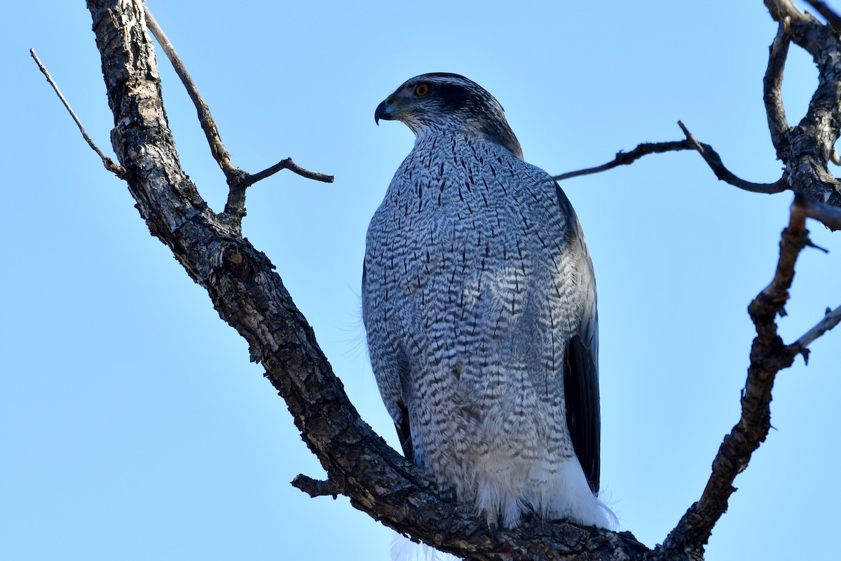 American Goshawk - ML298044691