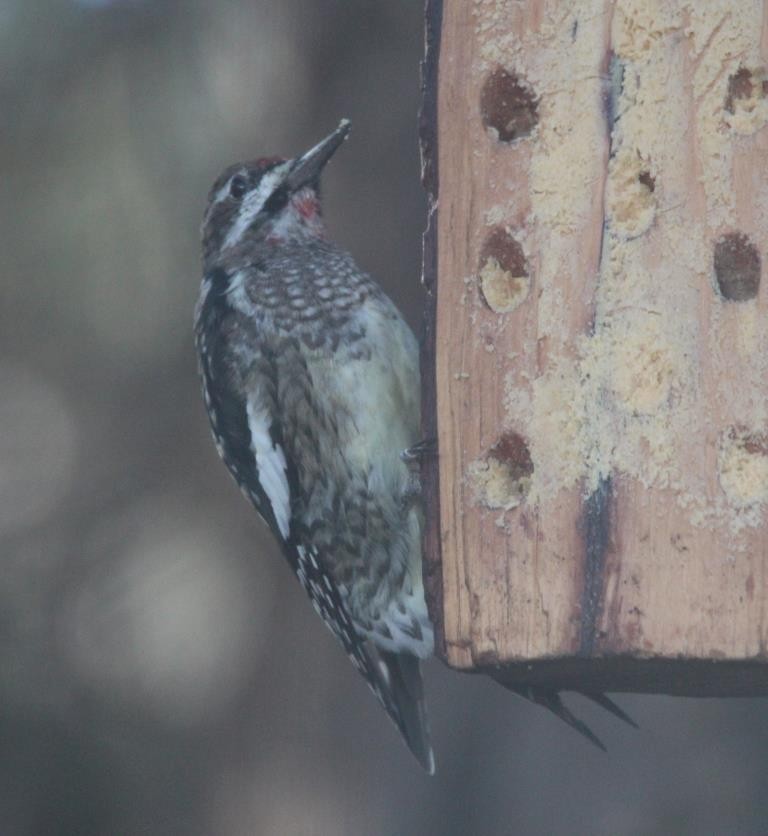 Yellow-bellied Sapsucker - Christopher Pipes
