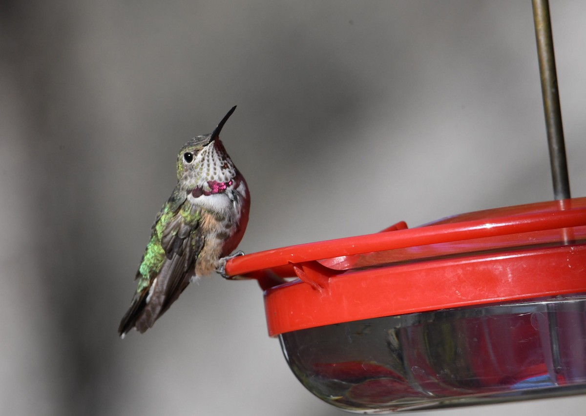 Broad-tailed Hummingbird - ML298045301