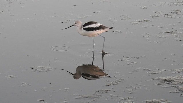 American Avocet - ML298049591