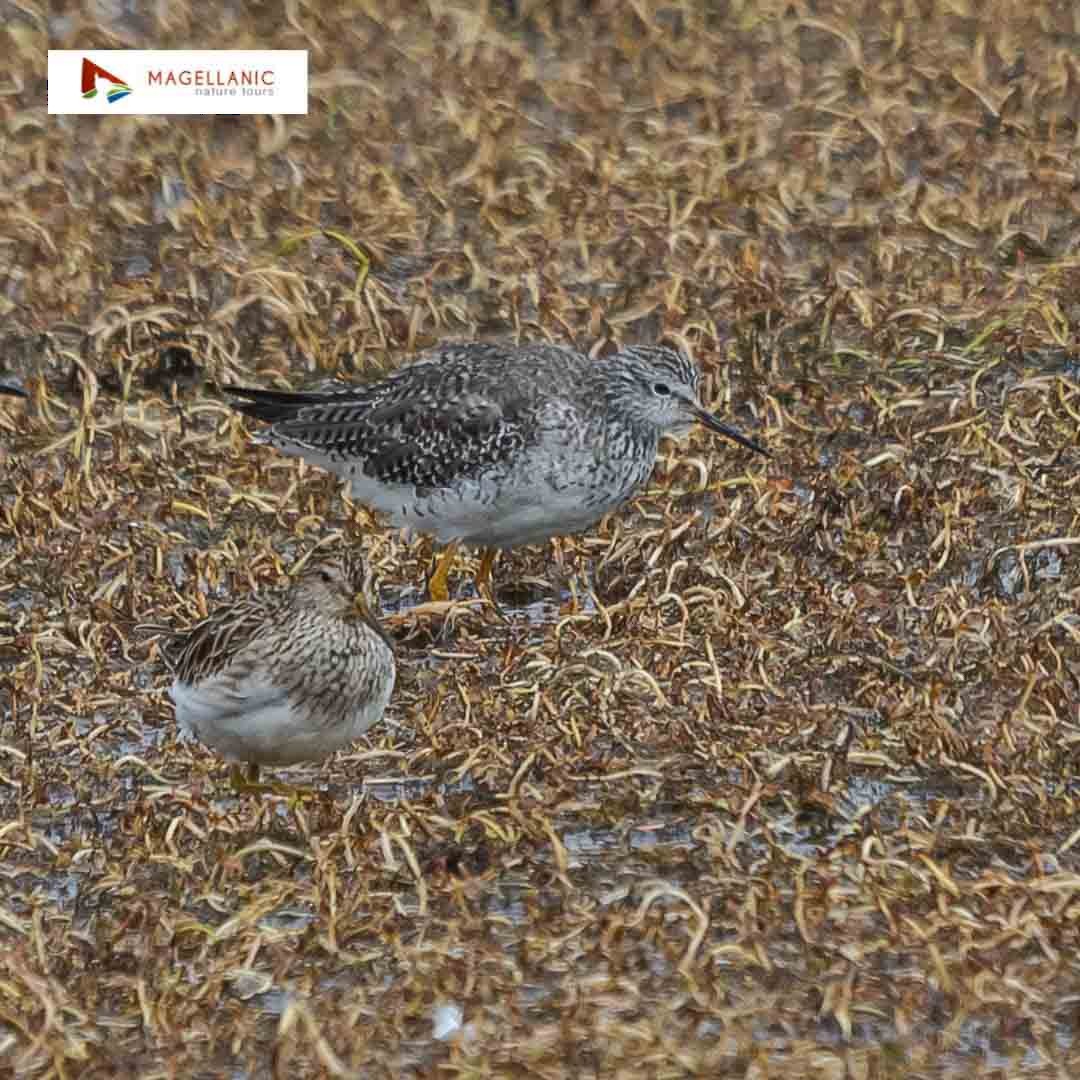 Pectoral Sandpiper - ML298049701