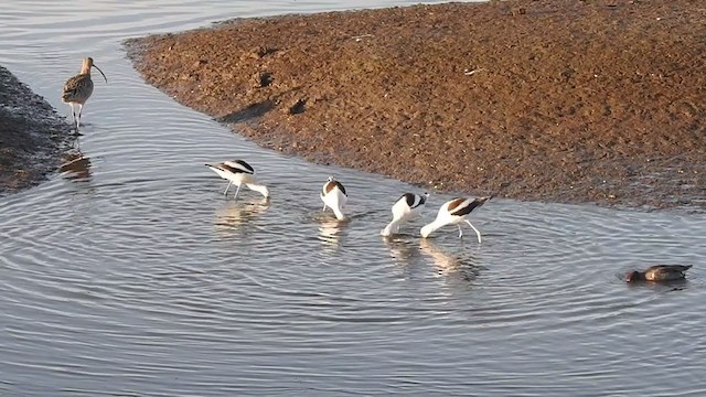 American Avocet - ML298049811