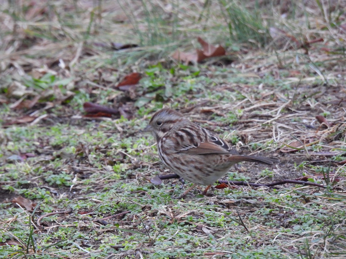 Song Sparrow - ML298050381