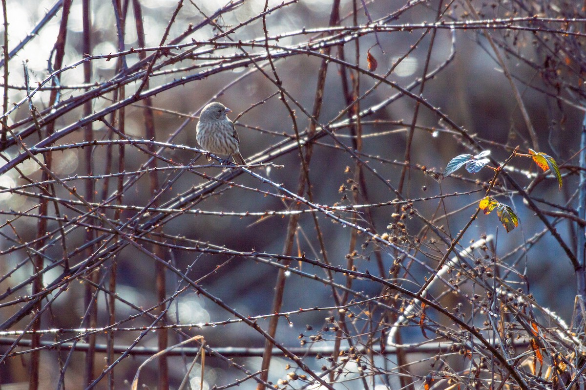 House Finch - ML298051591