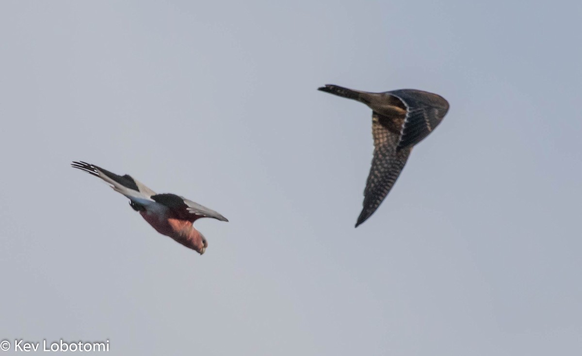 Australian Hobby - ML298052221