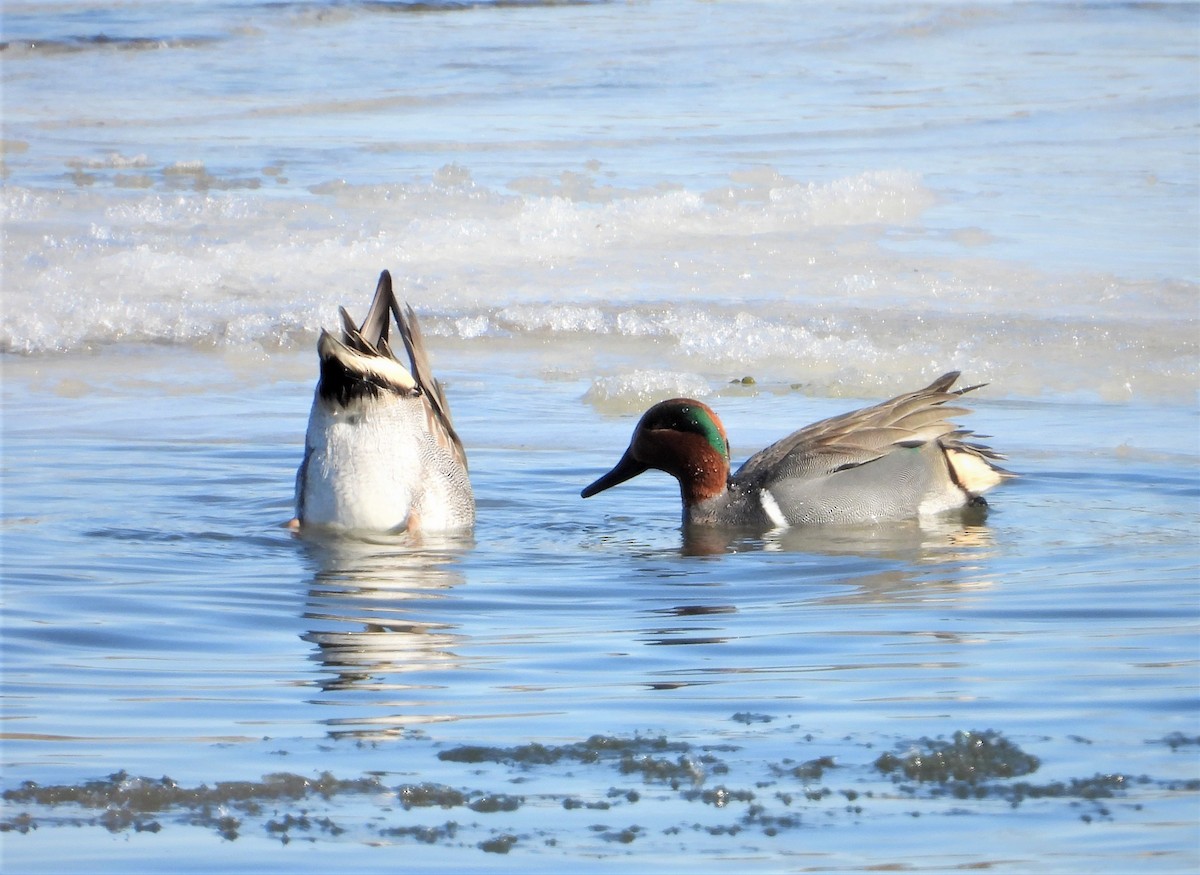 Ногоохон нугас - ML298053951