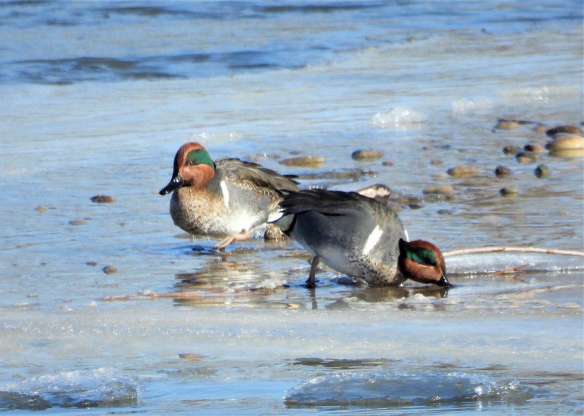 Ногоохон нугас - ML298053961