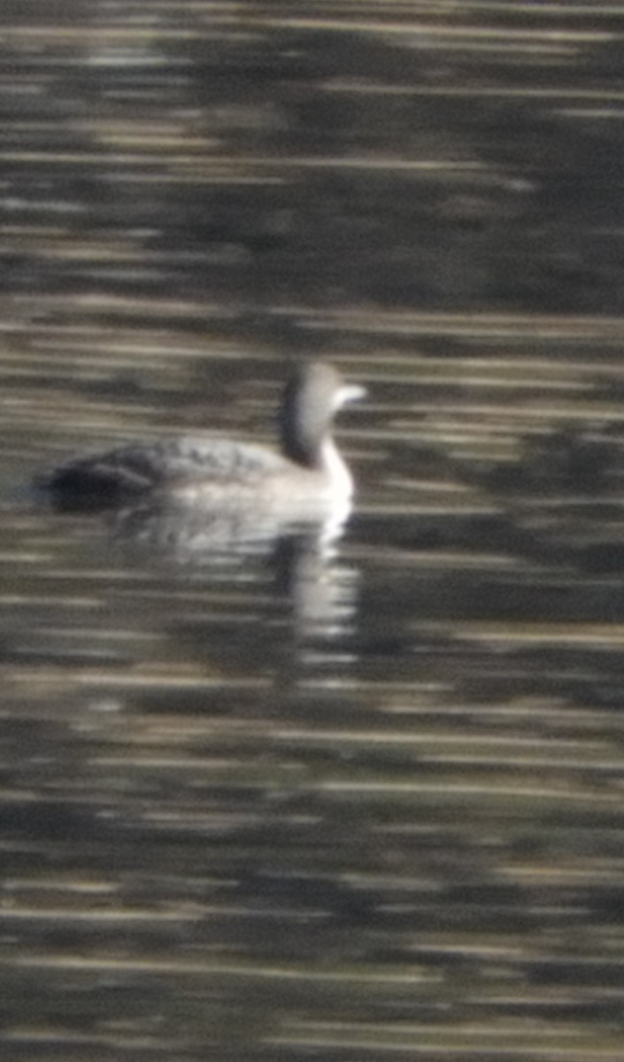 Pacific Loon - ML298054051