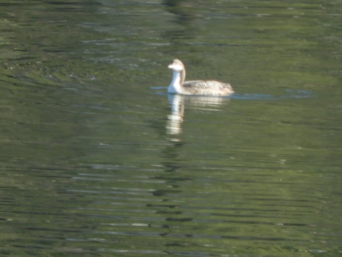 Pacific Loon - Nina Jones