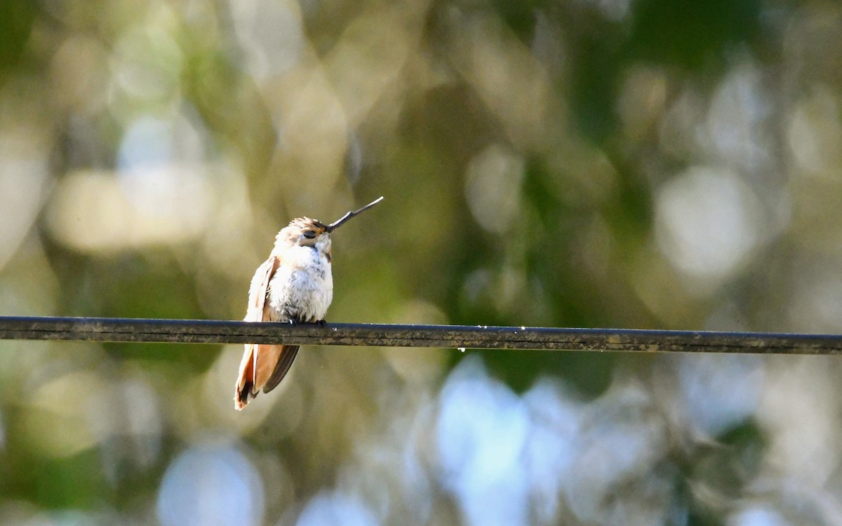 Rufous Hummingbird - Ezekiel Dobson