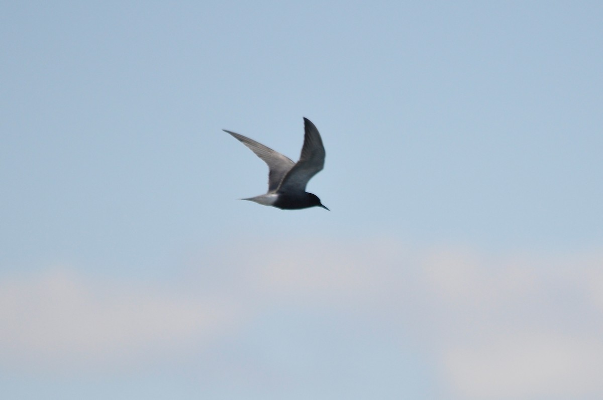 Black Tern - ML29805531