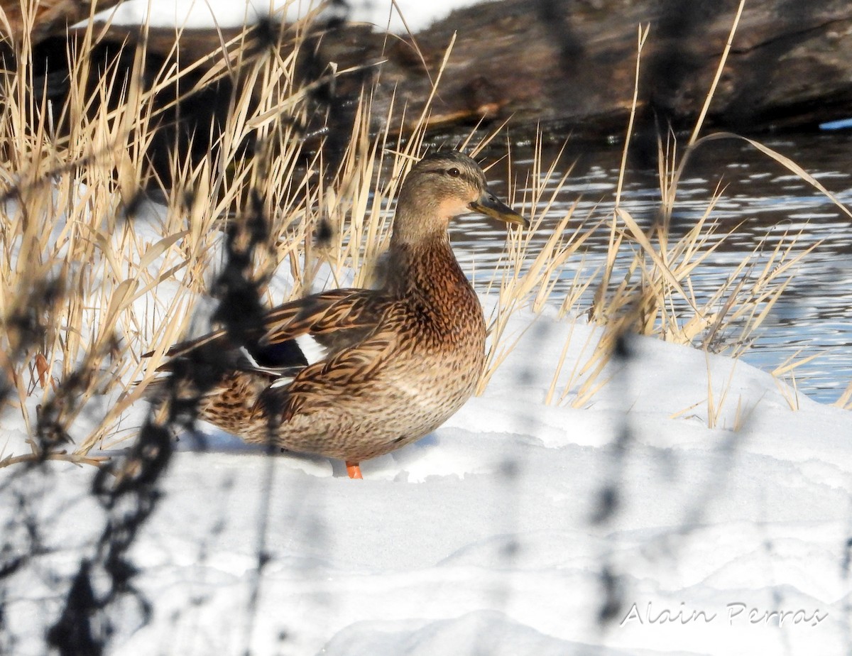 Mallard - ML298055451