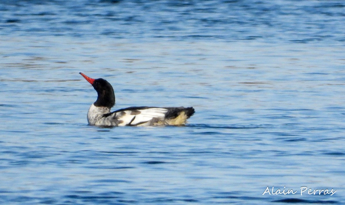 Common Merganser - ML298055461