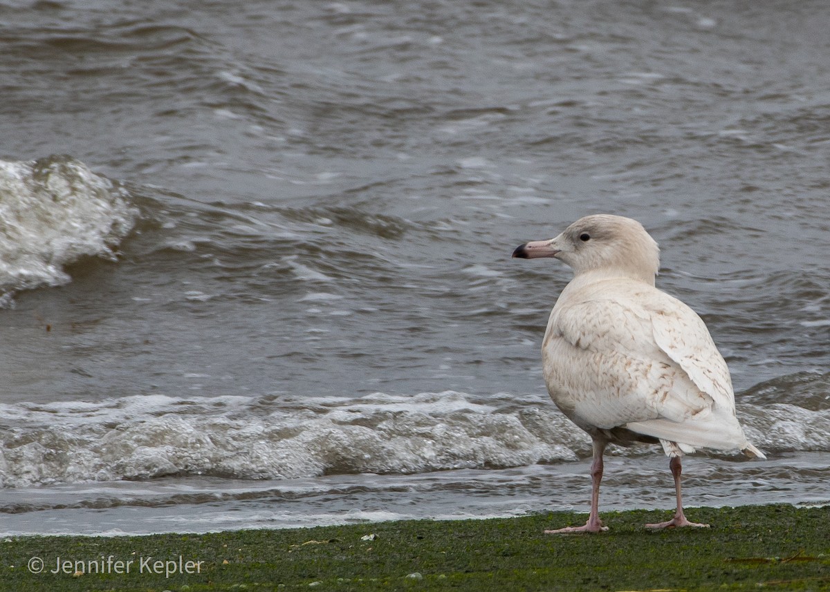 Glaucous Gull - ML298056941