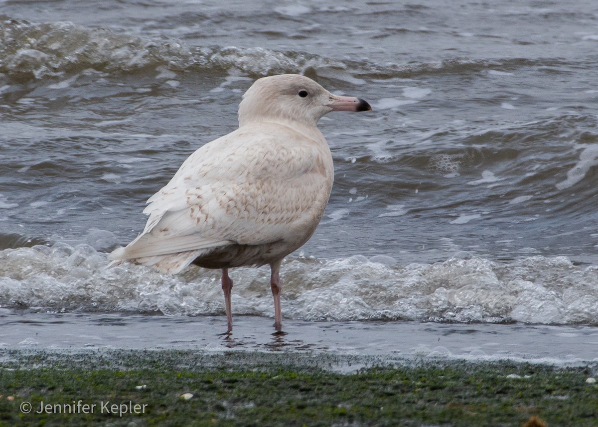 Glaucous Gull - ML298056951